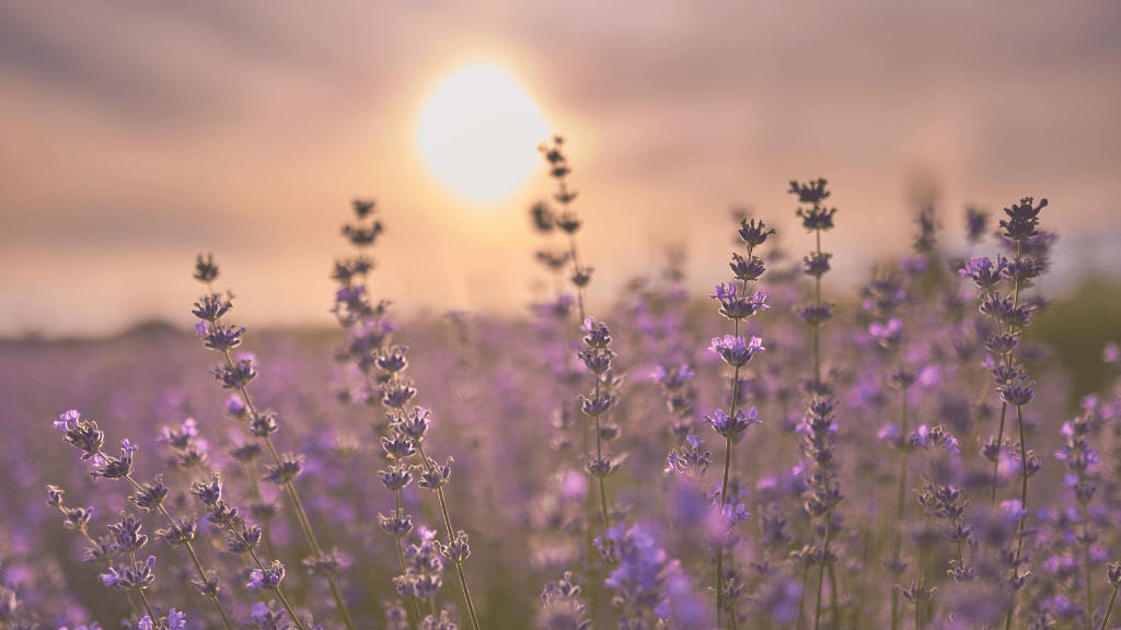 lavender fields